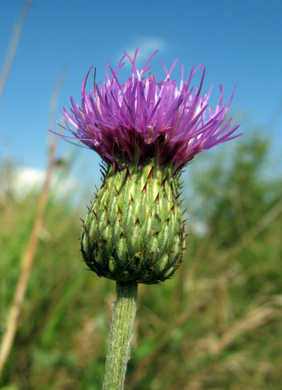 Image of Cirsium canum specimen.