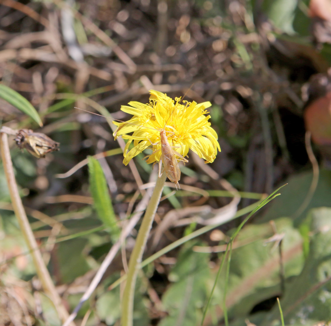 Image of Taraxacum serotinum specimen.