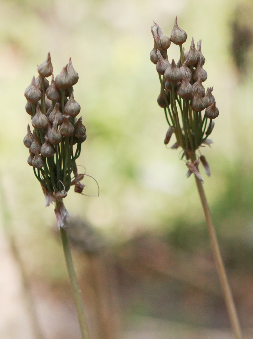 Image of Nectaroscordum tripedale specimen.