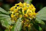 Solidago virgaurea. Соцветие. Краснодарский край, Лазаревский р-н, мкр-н Дагомыс, гора Успенка, лес. 02.10.2021.