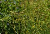 Heracleum sibiricum