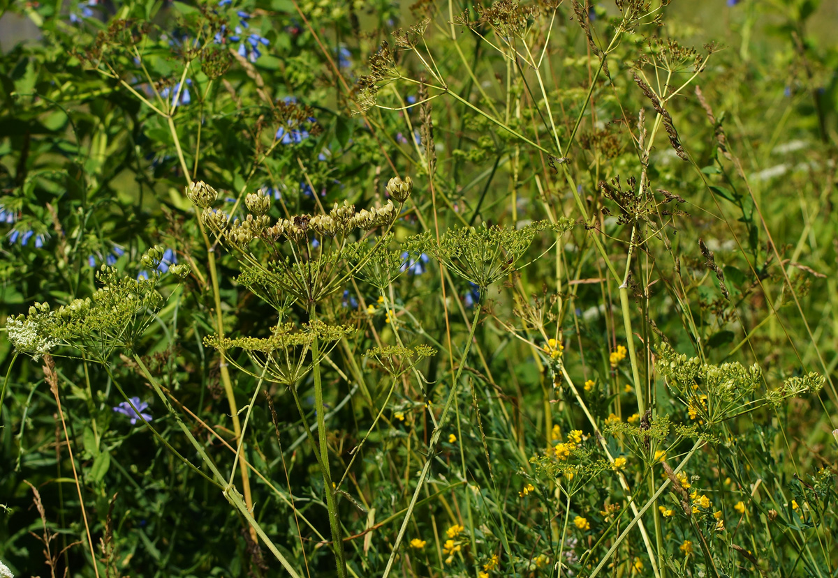 Image of Heracleum sibiricum specimen.