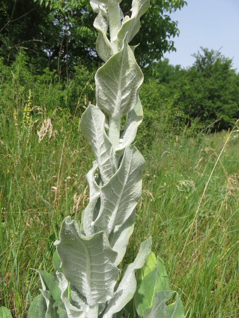 Изображение особи Verbascum pulverulentum.
