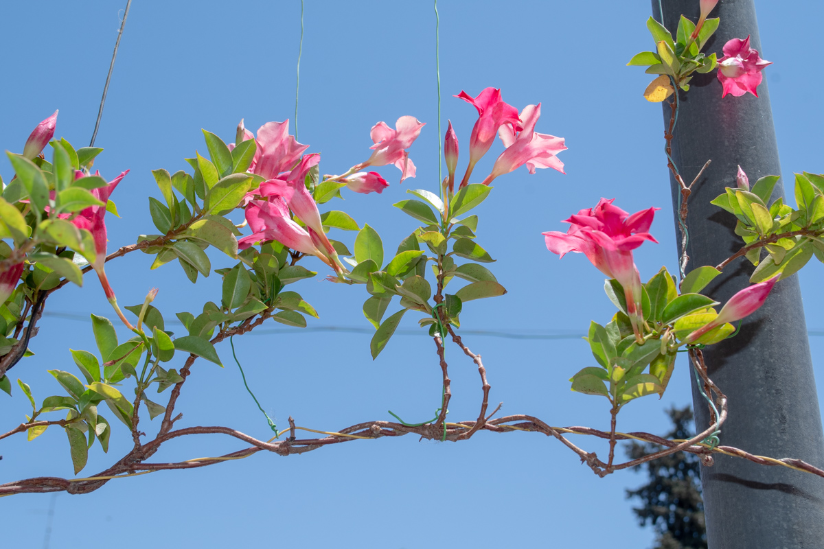 Изображение особи Mandevilla sanderi.