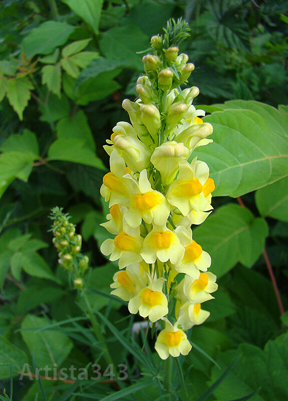 Image of Linaria vulgaris specimen.