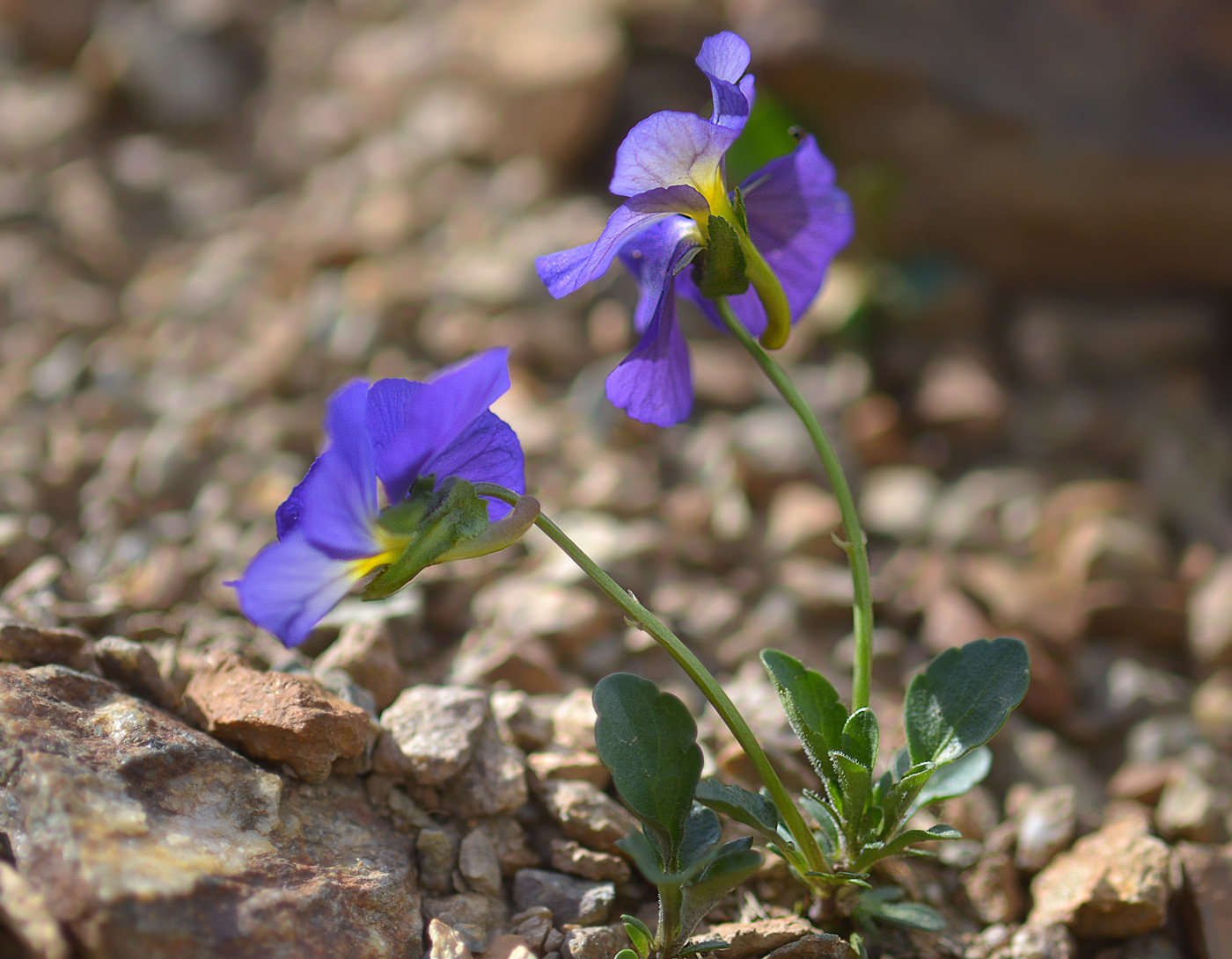 Изображение особи Viola oreades.