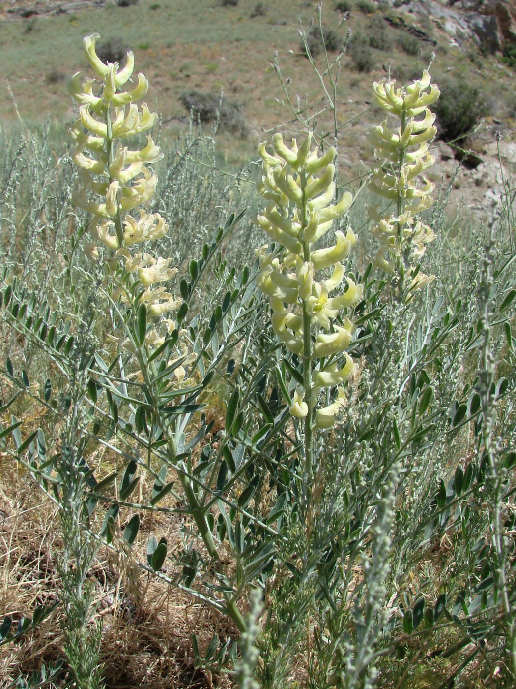 Image of Goebelia pachycarpa specimen.