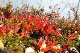 Arctous alpina. Растения с листвой в осенней окраске в сообществе с Empetrum hermaphroditum. Мурманская обл., окр. г. Заозёрск, высота 314.9, южный склон, кустарничковая берёзовая лесотундра на скале. 21.09.2021.