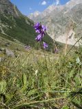 Campanula collina. Цветущее растение. Кабардино-Балкария, Черекский р-н, Кабардино-Балкарский высокогорный заповедник, Мижиргийское ущелье, ≈ 2350 м н.у.м., отложенная боковая морена, субальпийский луг. 17.08.2021.