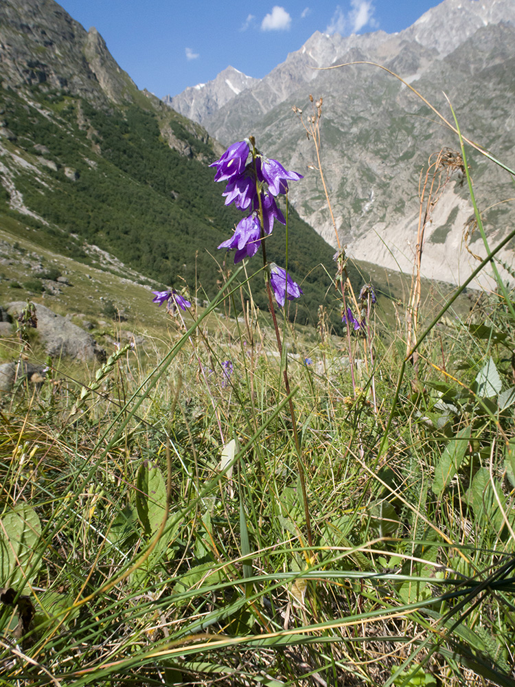 Image of Campanula collina specimen.