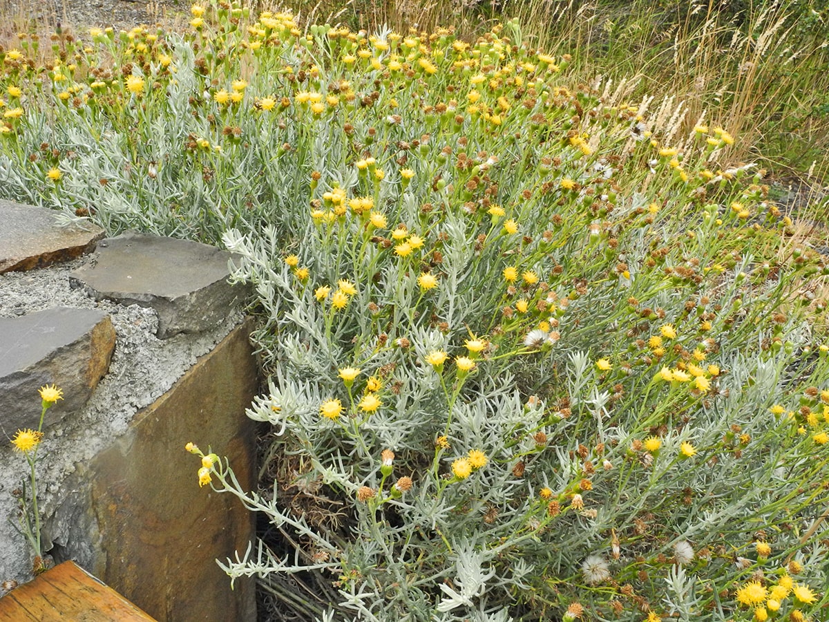 Image of Senecio patagonicus specimen.