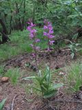 Cephalanthera rubra. Цветущее растение. Северная Осетия, гор. округ Владикавказ, окр. с. Ниж. Ларс, гора Час, среднегорный лес. 20.06.2021.