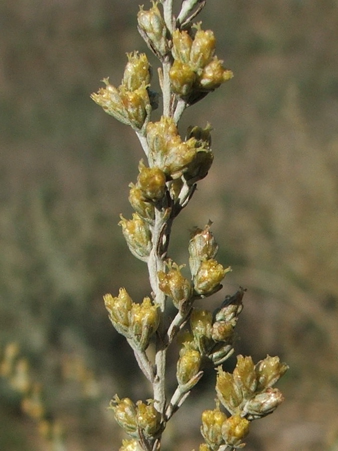 Изображение особи Artemisia taurica.