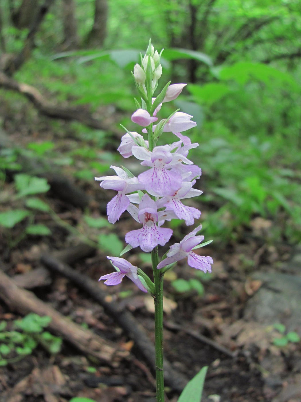 Image of Dactylorhiza saccifera specimen.