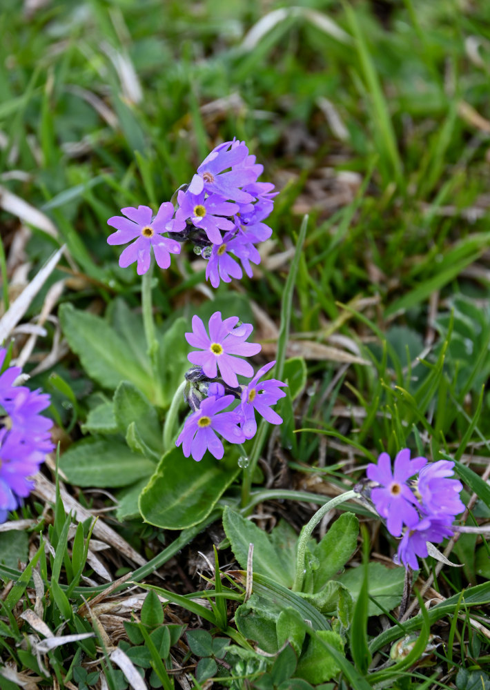 Image of Primula algida specimen.