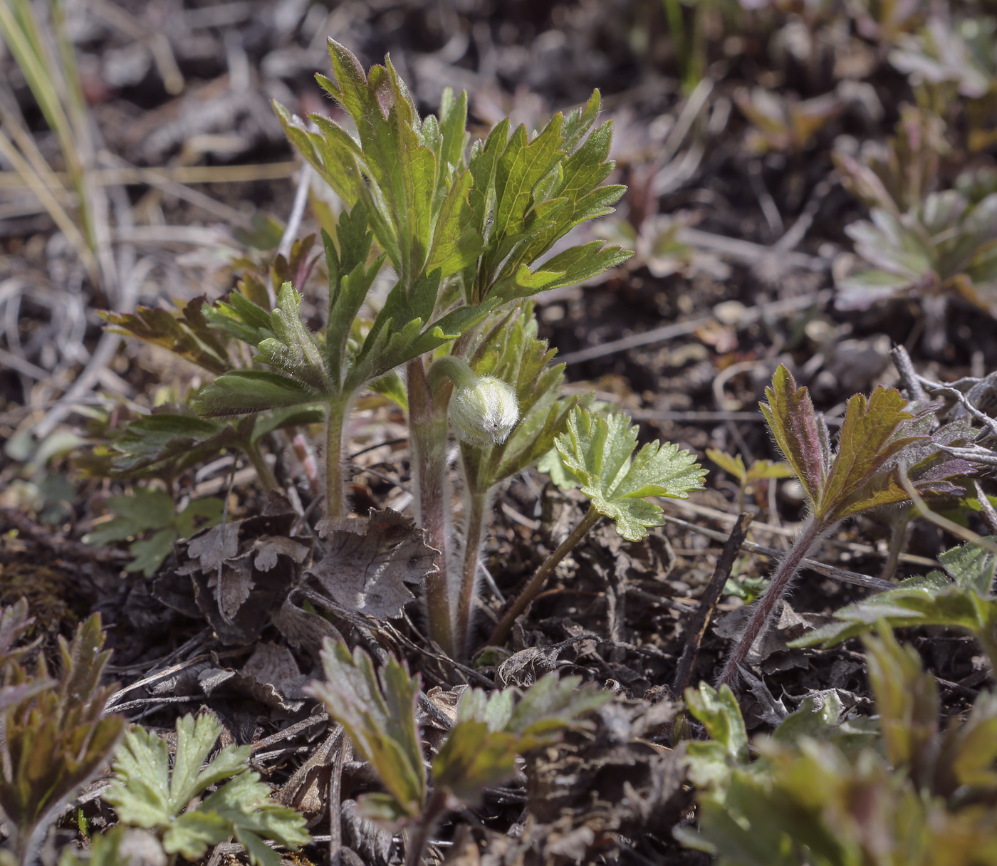 Image of Anemone sylvestris specimen.