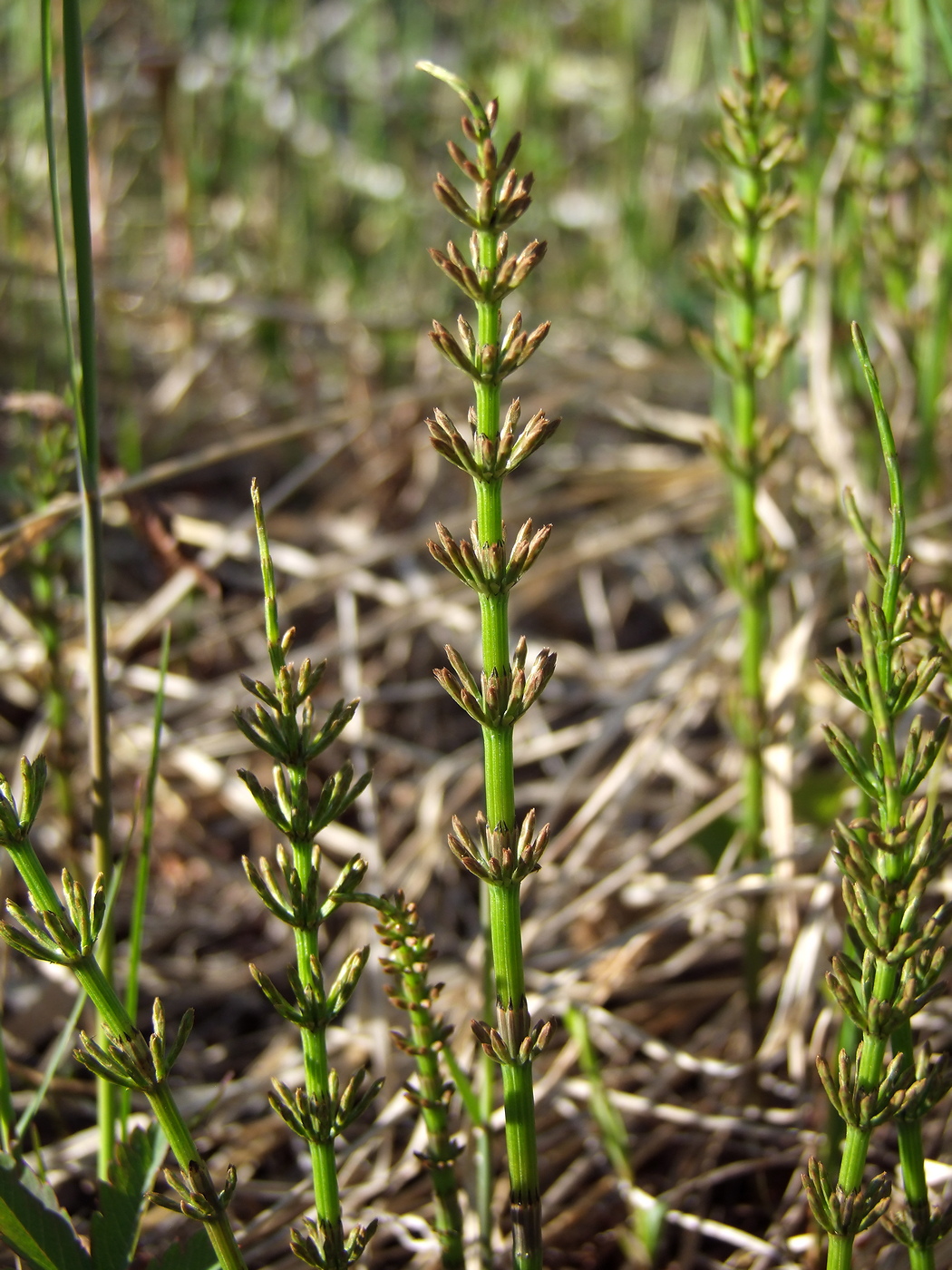 Изображение особи Equisetum arvense.