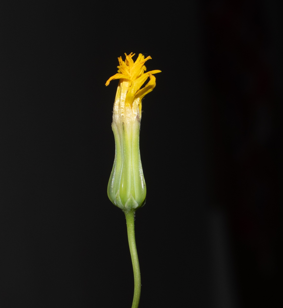 Image of Crepis palaestina specimen.