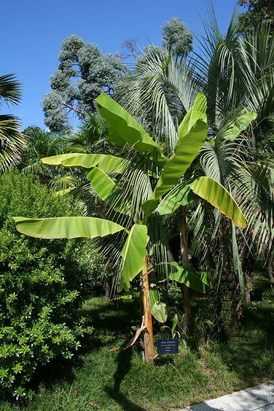 Image of Musa basjoo specimen.