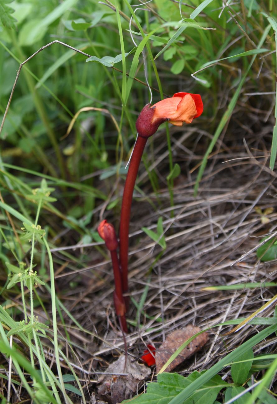 Изображение особи Phelypaea coccinea.