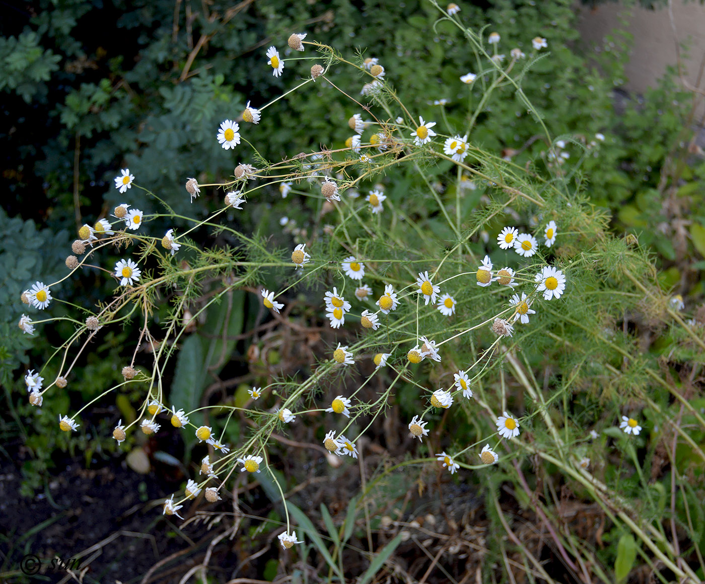 Изображение особи Tripleurospermum inodorum.