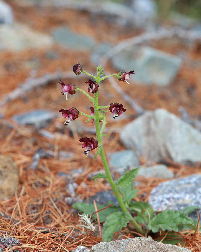 Изображение особи Scrophularia incisa.
