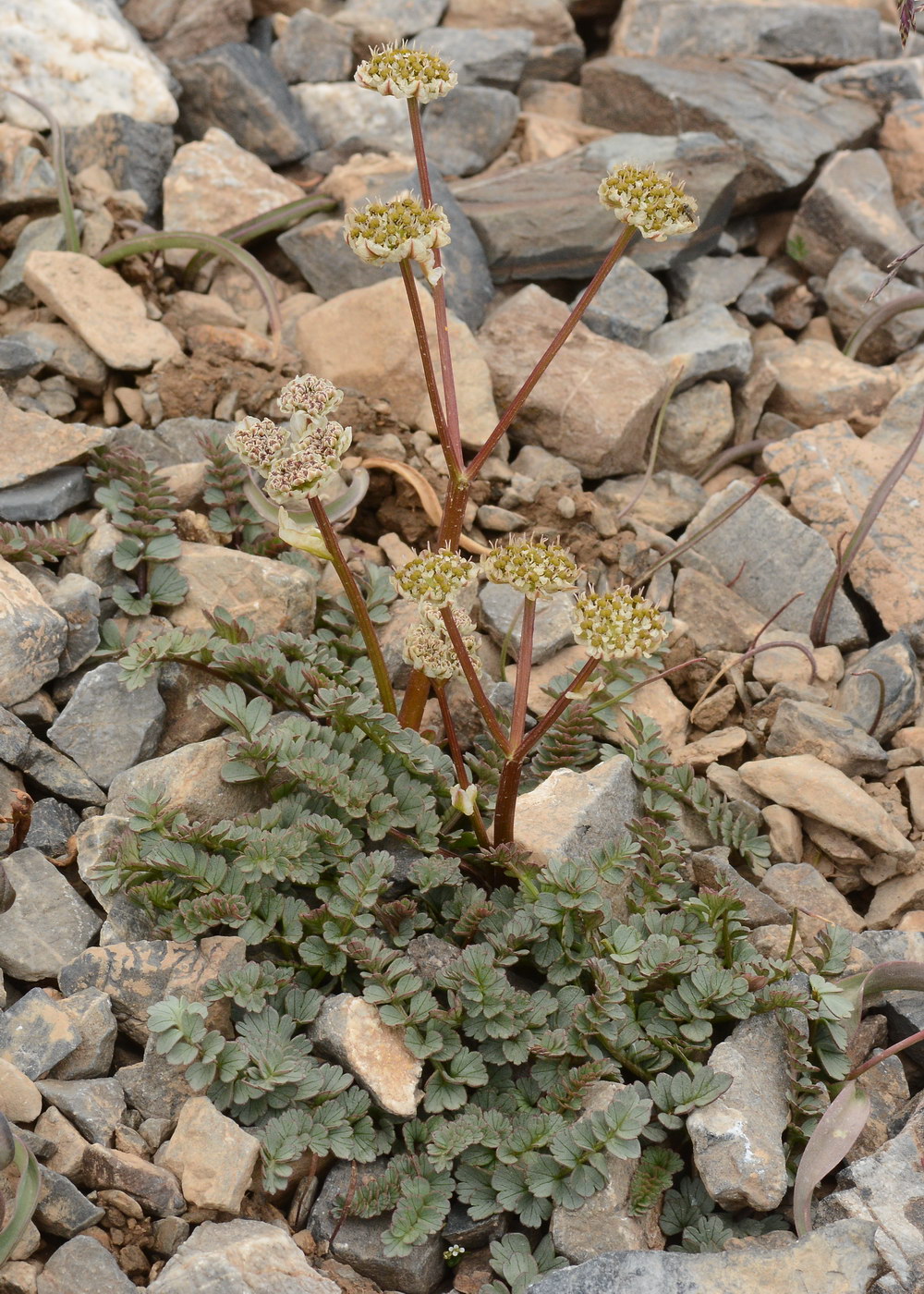 Изображение особи Hymenolaena pimpinellifolia.