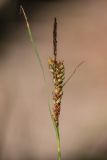 genus Carex. Верхушка плодоносящего растения. Краснодарский край, Пшадский сельский округ, окр. с. Криница, ущ. Грекова щель, сосновый лес на склоне горы. 09.07.2022.