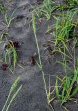 Leymus mollis. Зацветающее растение. Курильские о-ва, о-в Кунашир, бухта Головнина, песчаный пляж. 18.08.2022.