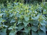 Aristolochia clematitis