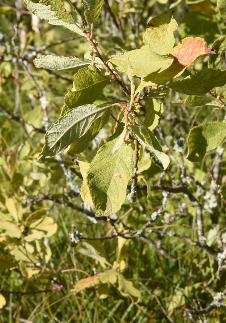 Изображение особи Salix aurita.