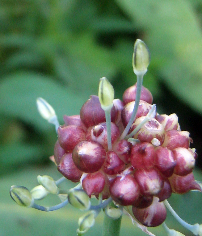Изображение особи Allium caeruleum.