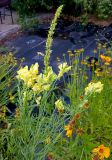 Смотреть изображение Linaria vulgaris