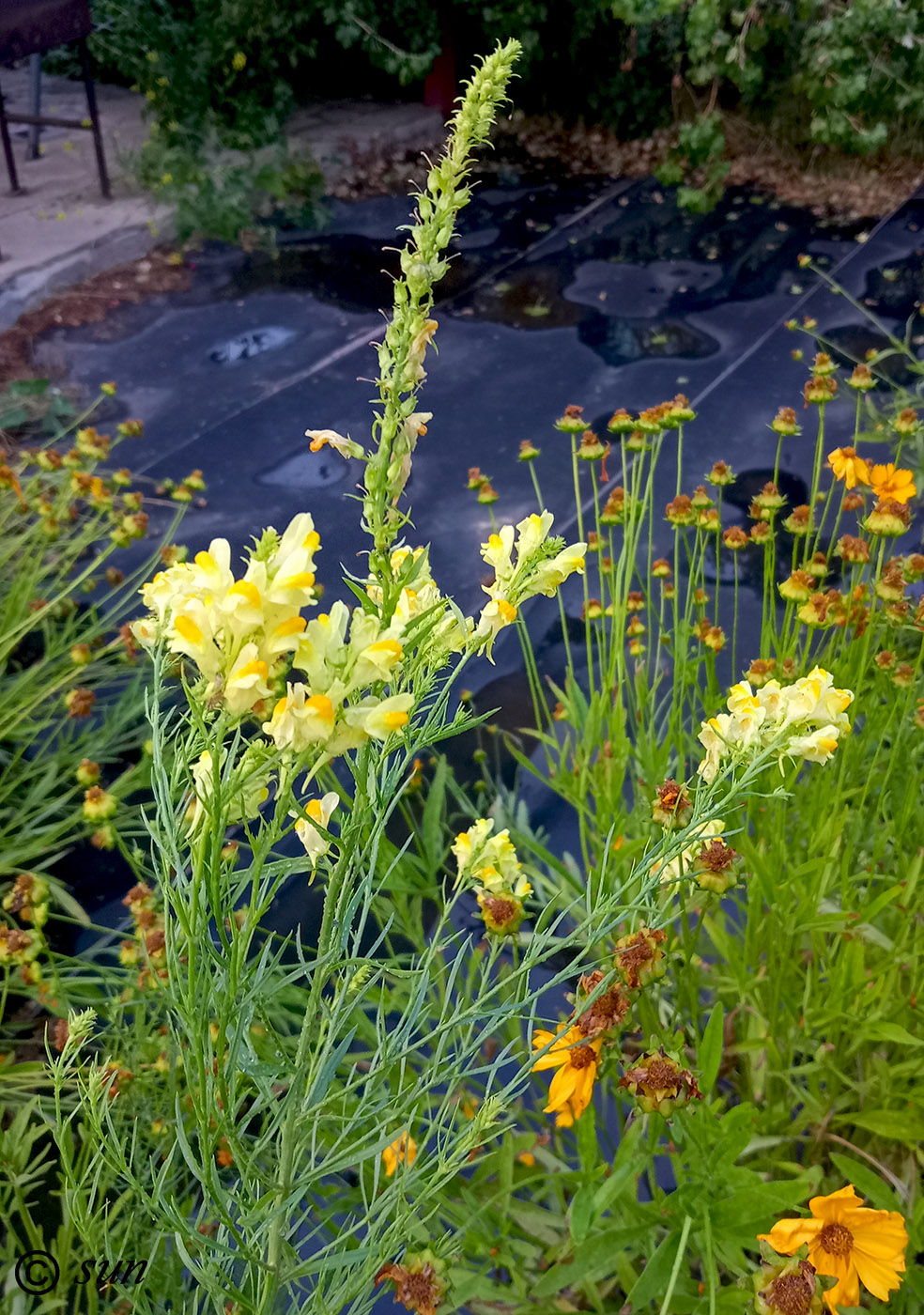 Image of Linaria vulgaris specimen.