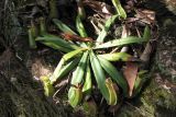 Nepenthes ampullaria. Растение с листьями и ловчими кувшинчиками. Малайзия, штат Саравак, национальный парк \"Бако\". 30.04.2008.