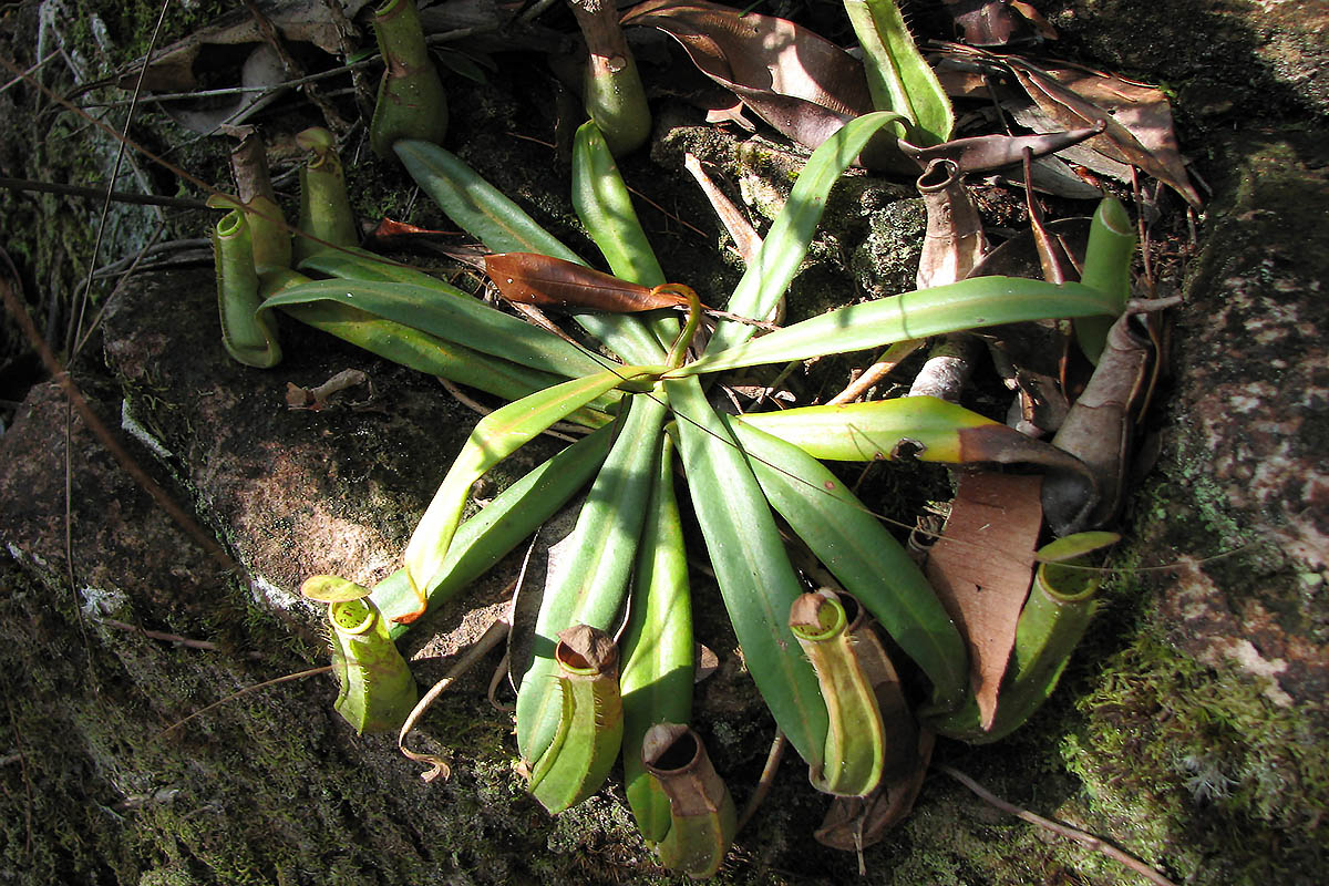 Image of Nepenthes ampullaria specimen.