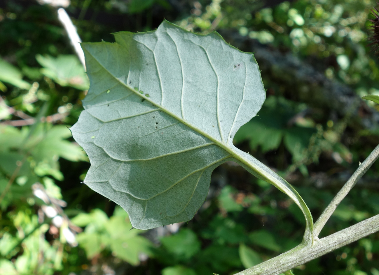 Image of Synurus deltoides specimen.