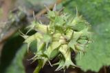 Valerianella dactylophylla