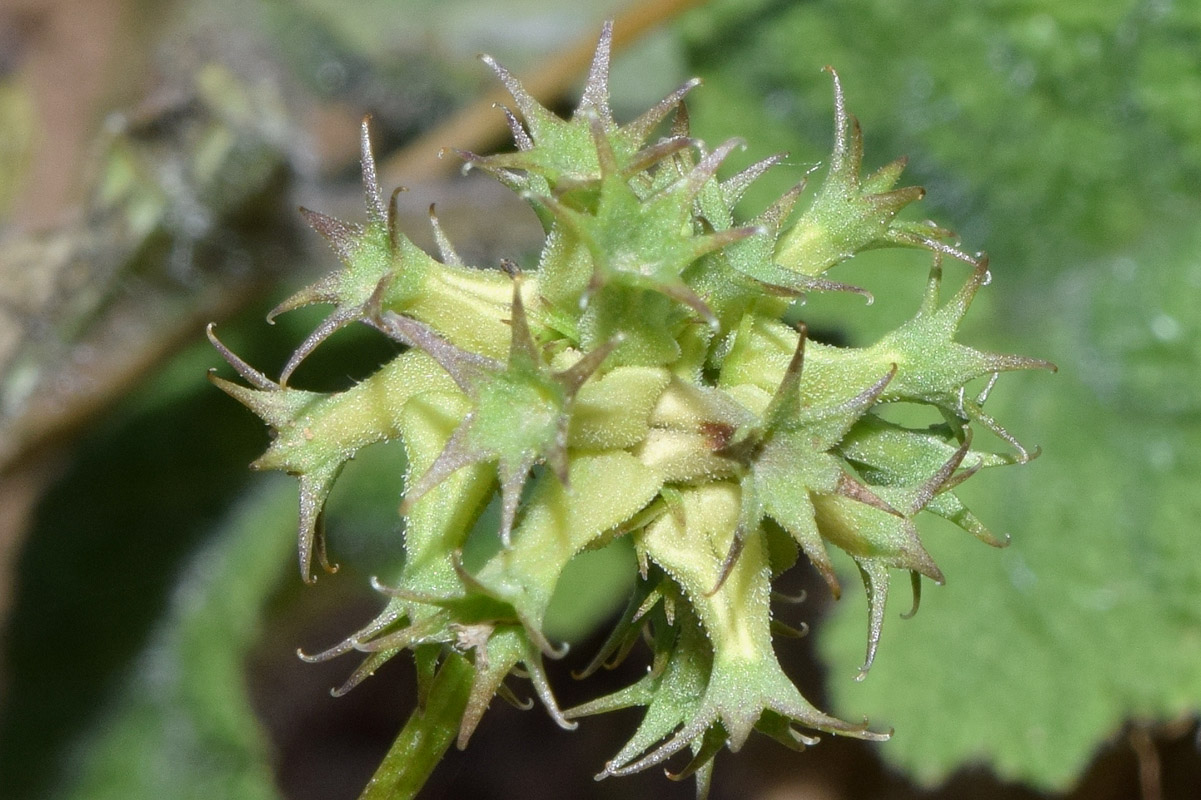 Изображение особи Valerianella dactylophylla.