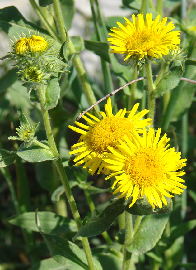 Изображение особи Inula britannica.