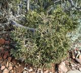 Juniperus phoenicea. Ветка вегетирующего растения. Испания, Каталония, провинция Барселона, горный массив Монсеррат, вершина горы Miranda de Santa Magdalena (1132 м н.у.м.). Январь.