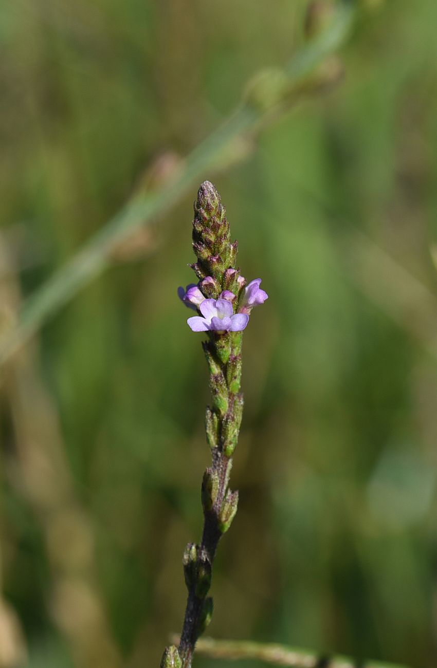 Изображение особи Verbena officinalis.