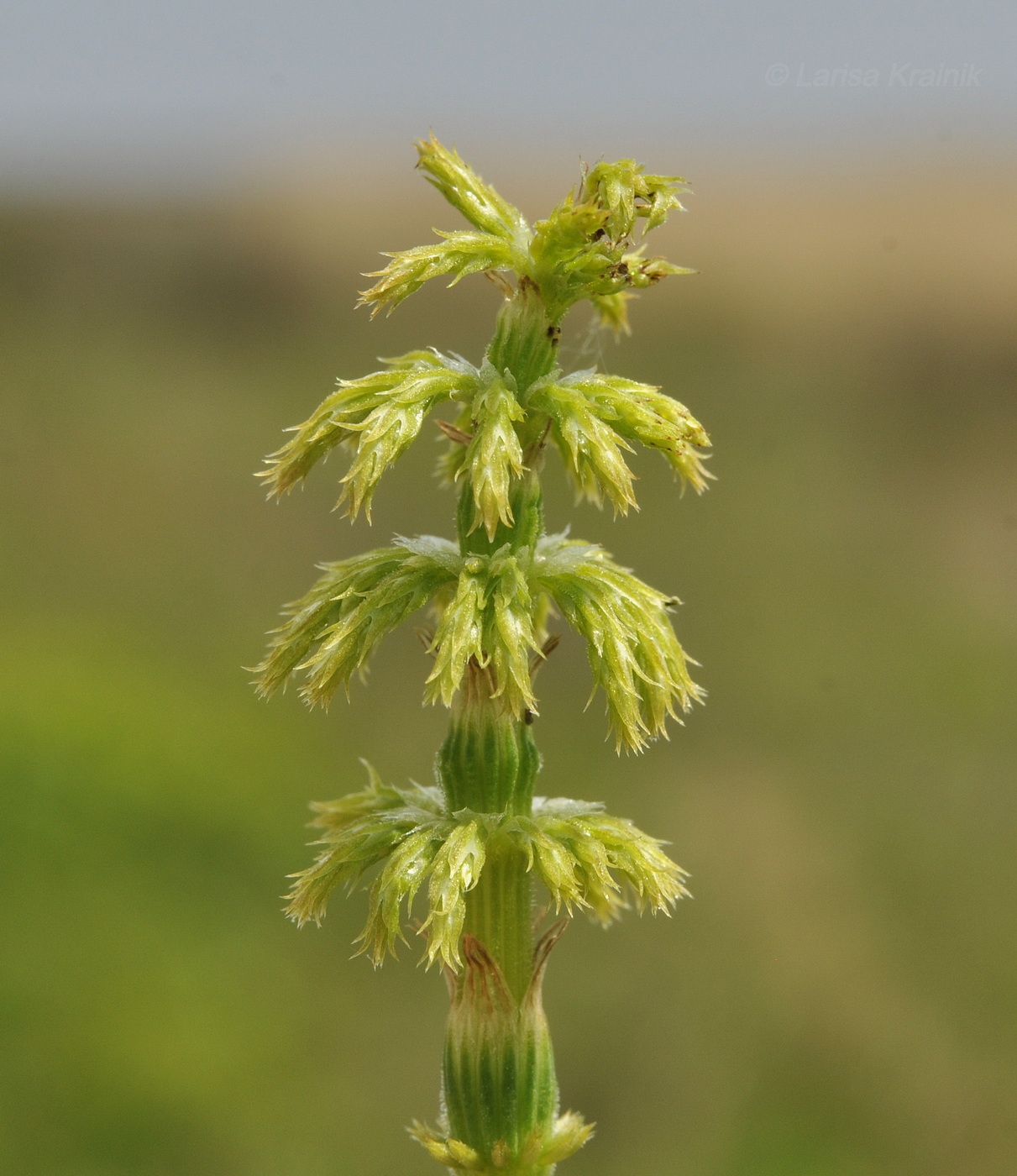 Изображение особи Equisetum sylvaticum.