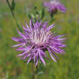 Centaurea jacea. Соцветие-корзинка (вид сверху). Ульяновская обл., Мелекесский р-н, окр. с. Степная Васильевка, солоноватый луг в пойме старицы. 07.08.2022.