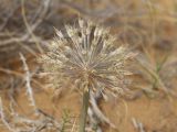 Allium caspium