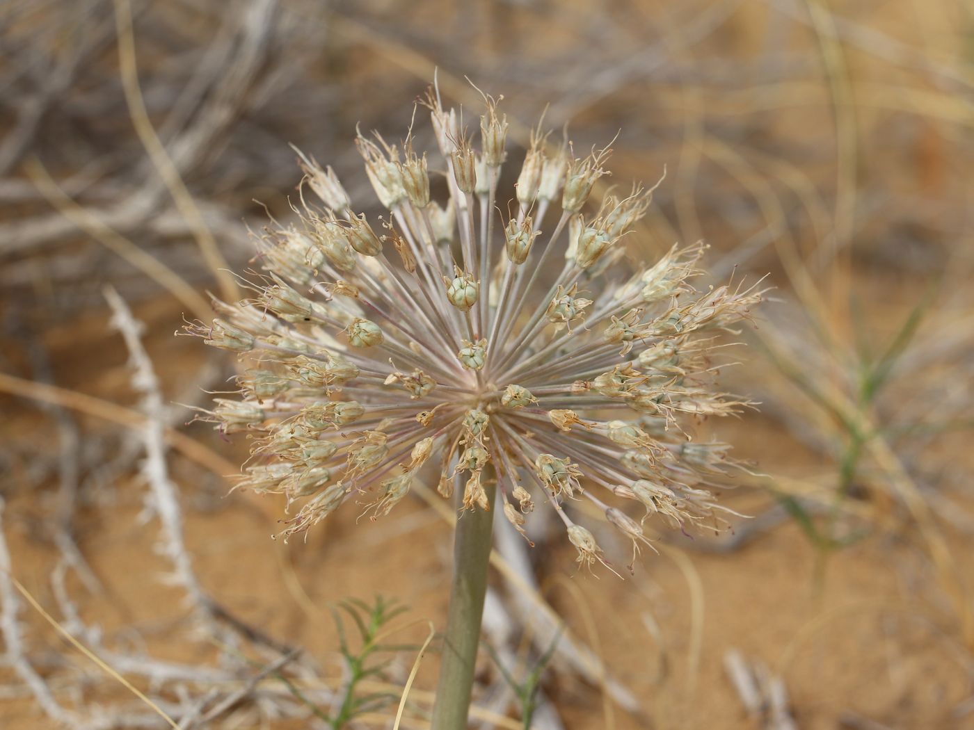 Image of Allium caspium specimen.