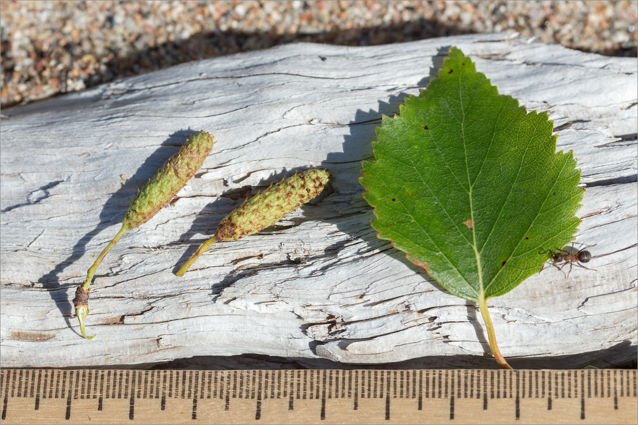 Image of Betula subarctica specimen.