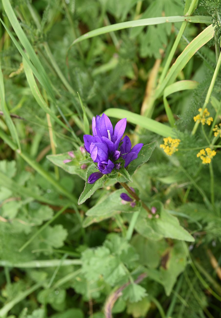 Image of Campanula trautvetteri specimen.