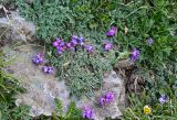 Oxytropis lapponica