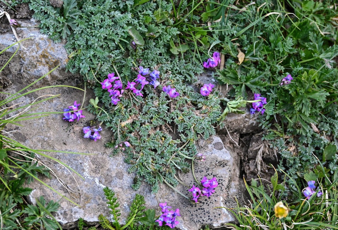 Изображение особи Oxytropis lapponica.